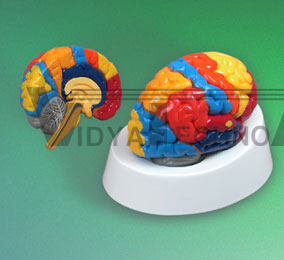 Brain Model on a Molded Base